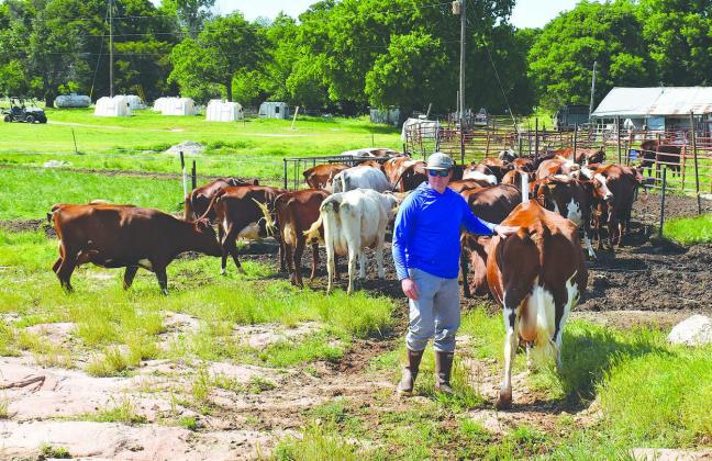 Travis Marak with part of his herd of dairy cattle. Photo/Jentezen Smith