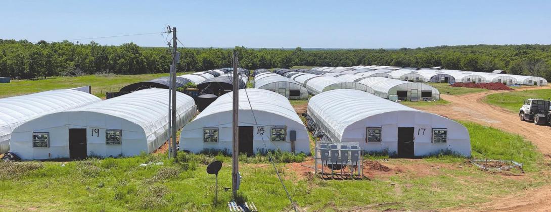 Hearing continued in grow house bust