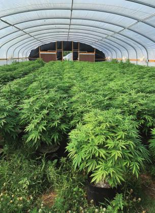 Hearing continued in grow house bust