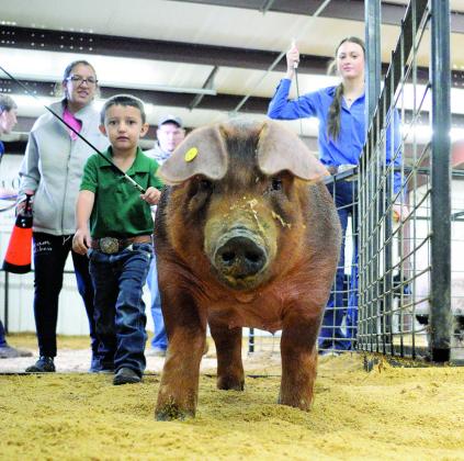 Meeker held its annual local livestock show Saturday. Above, Khloee Potts shows a sheep; below is Madison Frazier with her calf; and at bottom is River Potts showing his Duroc. Photos/Brian Blansett