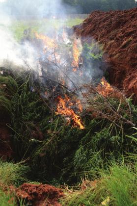 Marijuana plants burning in a trench just north of US66 between Chandler and Wellston. Photo/Brian Blansett