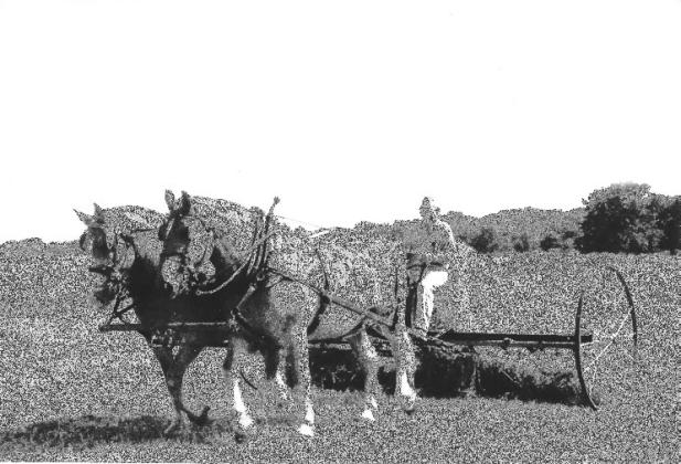 Horses put to work out on Trawick Ranch. The 1,900+ acre ranch will be up for auction on March 15. Photo Submitted/United Country
