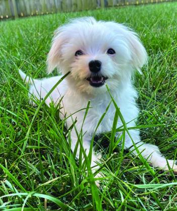 Ellie poses in the grass at her new home in Ohio. She was adopted by Sarah Krause, who heard about the Stroud puppy mill pups through a Reddit post. Photo/Sarah Krause