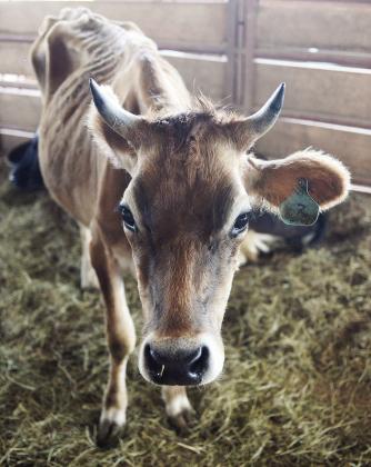 One of the animals seied from property near Wellston. Photo/Brian Blansett