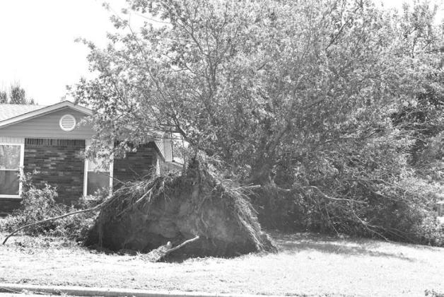 A tree in the front yard of Jessica Martinez, located in Quail Run Addition. Photo/ Emily Kalka
