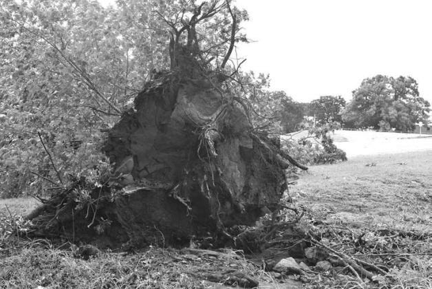 The roots of a downed tree up the hill from Park Road Elementary. Photo/Emily Kalka