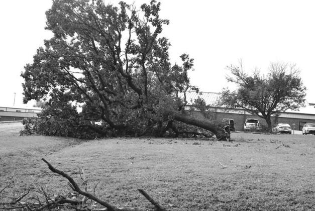 A downed tree outside of Chandler High School. Photo/Emily Kalka