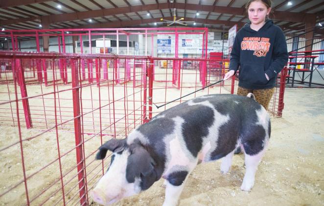 Livestock shows