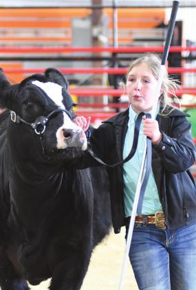 Livestock shows