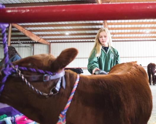 Livestock shows