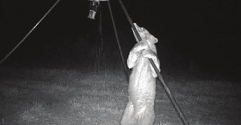 Black bear sighted in Lincoln County