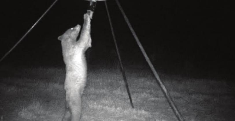 Black bear sighted in Lincoln County