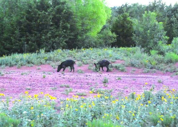 A pair of feral hogs seek out food in a clearing out on the hunting lands surrounding 405 Outfitters. Photo/Emily Kalka