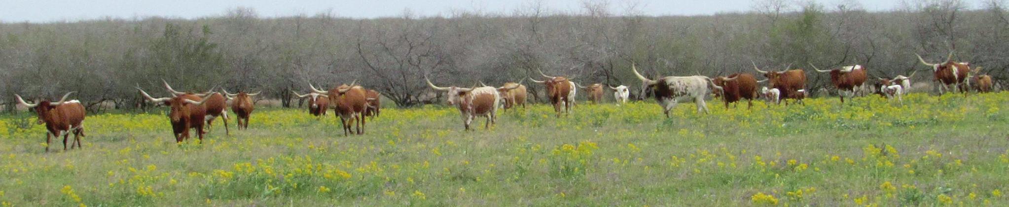 Photo courtesy of Texas Longhorn Breeders Association of America. Photo/Courtesy of TLBAA Archives /El Coyote Ranch