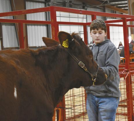 Livestock shows
