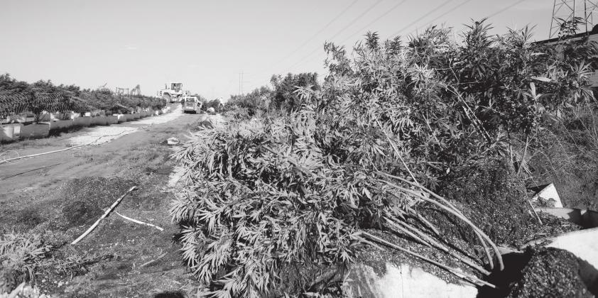 Marijuana plants from a farm near Jacktown that authorities first thought was illegal. Photo/Brian s