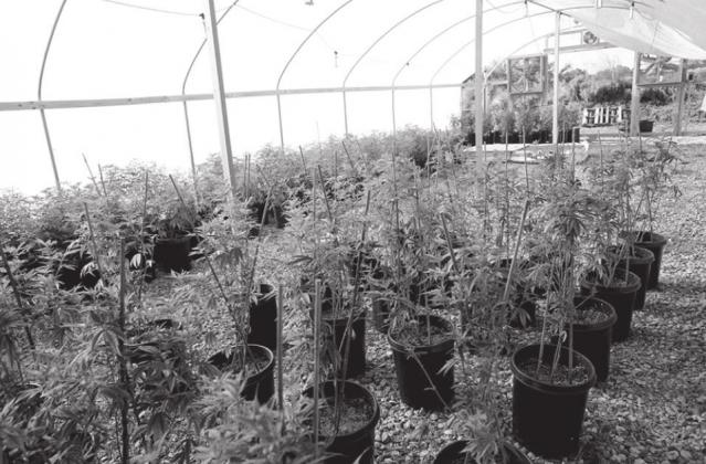 Legal marijuana: