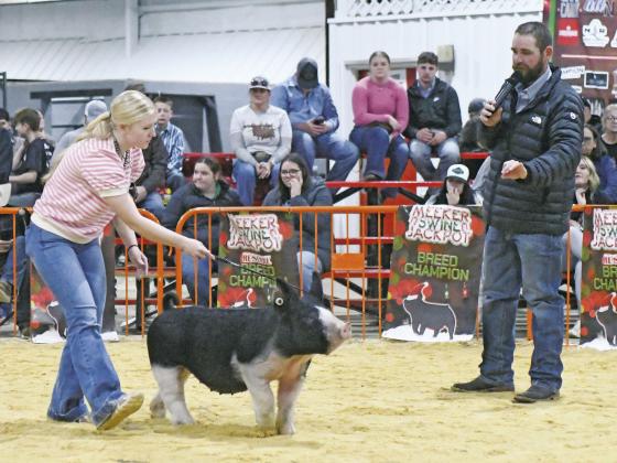 Meeker Jackpot Swine show
