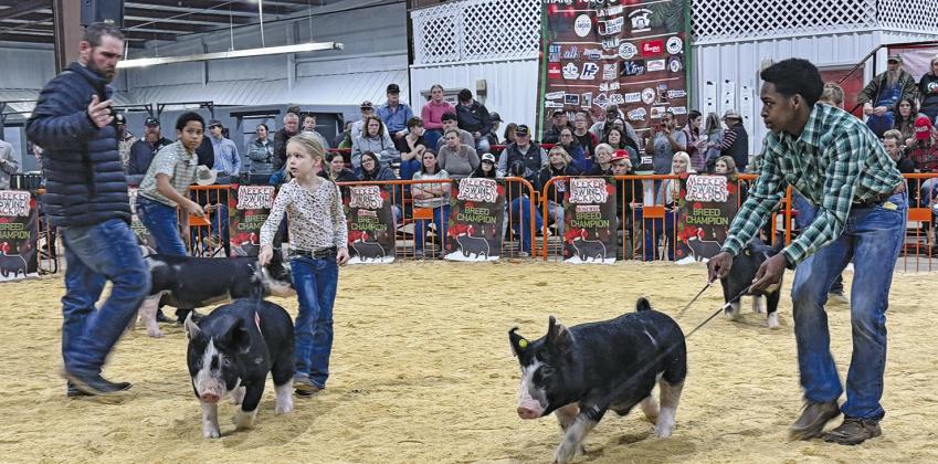 Meeker Jackpot Swine show
