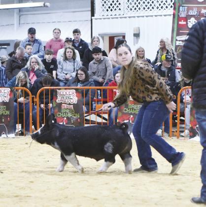 Above, Paige Keeling from Wellston show her Berkshire Saturday at the Meeker Jackpot Swine show. Below, Kinsley Miller from Chandler puts her entry through its paces and, right, Judge George Cooper evaluates the hogs and gives his placings. Photos/Brian Blansett