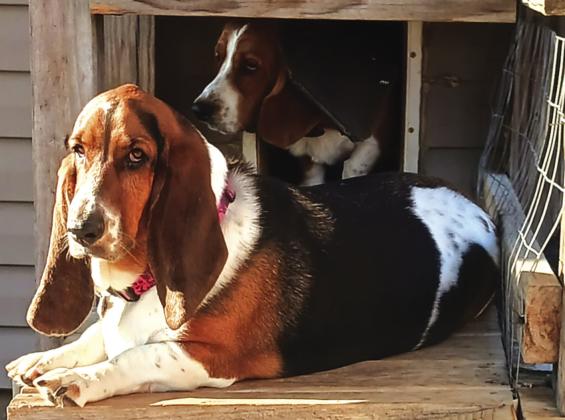 Above are Bassett Hounds Georgia and Texas. Georgia girl is the one laying out soaking up a ‘lil evening sun, and Texas boy is the one behind her peeking out the doggie door like, “Nah bruh, I’m staying inside in the a.c.” Photo/Kristy Lewis