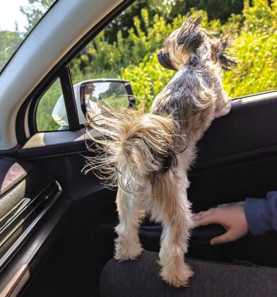 Snape (aka Snaperdoodle) enjoys the wind in his face and his own reflection in the mirror as he goes for a ride in the country with his owners. Photo/Jennifer Pryor