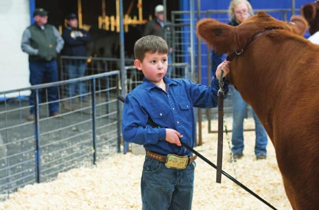 Stroud local livestock show