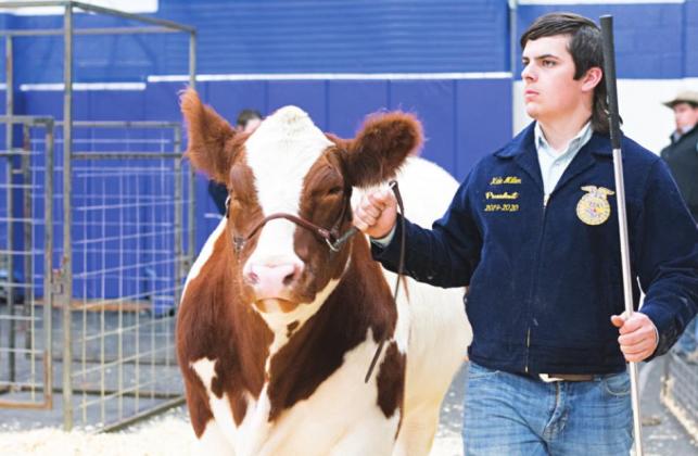 Stroud local livestock show
