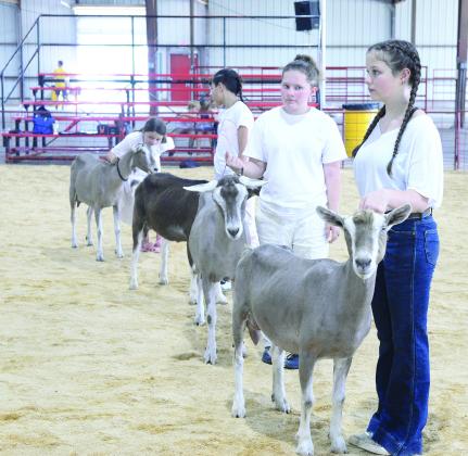 Above, Keira Pepper from Chandler (foreground) waits for the judge’s appraisal of her goat. Top left, Chandler FFA photographer Ava White recorded the scenes of people and animals. Left, Kyan Hermann from Agra shows his commercial heifer Saturday morning. We’ll have results in the paper as soon as they become available. Photos/ Brian Blansett
