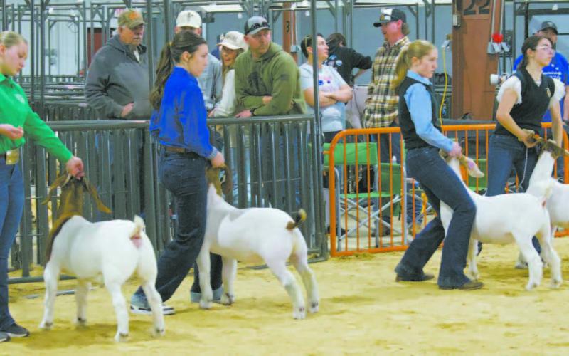 County livestock show