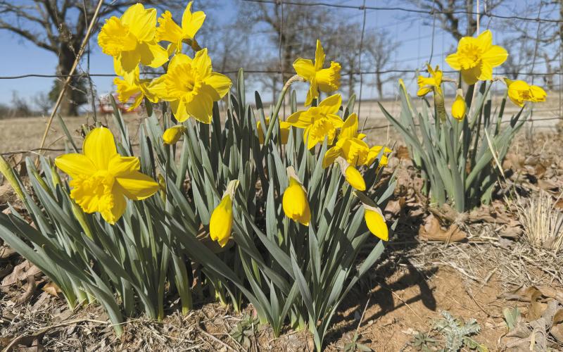 We’ve had warm weather the last couple of weeks and daffodils around the county have burst into bloom, a sure sign of spring being just around the corner. This stand of daffodils was along a fence row south of Chandler on state Highway 18. Photo/Brian Blansett