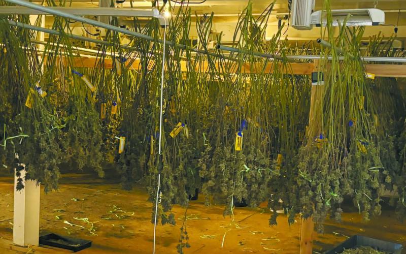 Marijuana seized in Meeker
