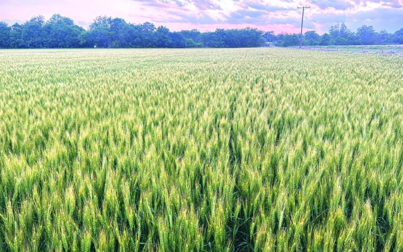 Farmer brings wheat back to Lincoln County