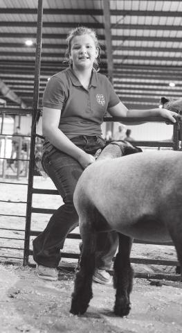 Sheep show Saturday