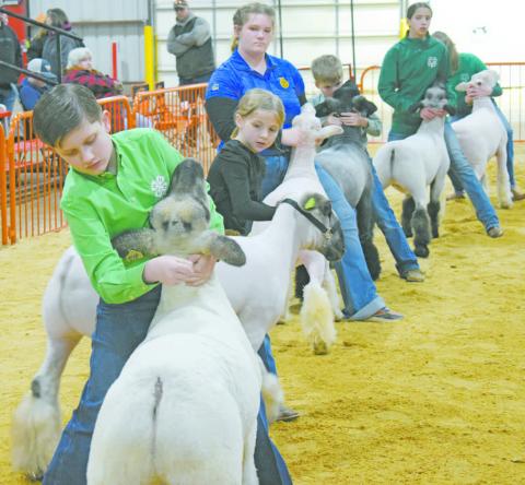 Mark Raper (far left) adjusts his sheep at the Chandler Livestock Show on Feb. 8 at the county fairgrounds as (left to right) Addison Prough, Jillian Frank, Clayton Prough, Jade Wakely and Brianna Wakely watch on. The Lincoln County and Pottawatomie County Junior Livestock shows are set to start on Feb. 17 and 18, respectively. For results and an article on the Lincoln and Pott County shows, please see Page 4C. Photo/Emily Kalka