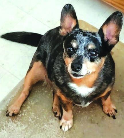 Roscoe waits for his treat for being a good boy. Photo/Angie Stanton