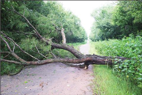 The Wind in the Willows
