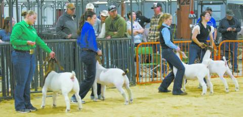 County livestock show