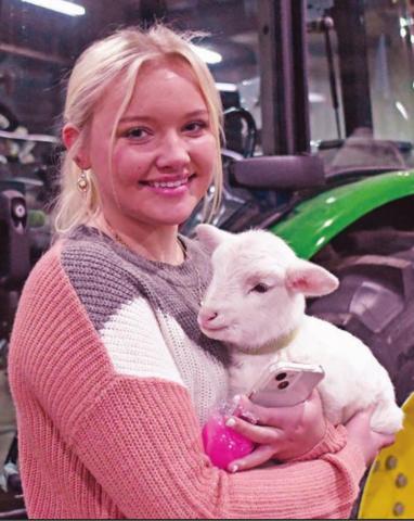 Central District livestock show