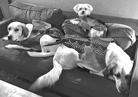 Of Dogs & Children