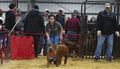 Meeker jackpot swine show