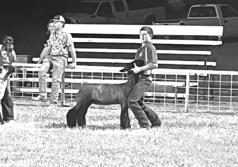 Michael Pritchard shows his sheep at the Fletcher Fall Free Fair. Photo/Meeker FFA