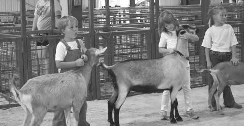 Participants in the Pee Wee division of the goat show line up at last year’s Lincoln County Fall Fair at the Lincoln County Fairgrounds. Photo/Emily Kalka