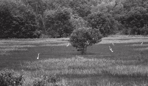 Egrets