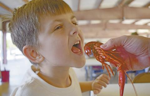 Jace Ledford opens wide for a crawfish at Chandler’s Bell Cow Boil Crawfish Festival on May 2. The annual event hosted by the Chandler Area Chamber of Commerce took place at the Rt. 66 Pavillion and featured allyou-can-eat crawfish, kids games, inflatables and live music. Photo/Michelle Cross Furtado