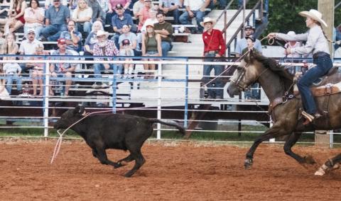 Marley Miller from Chandler drops a loop on her calf during the 86th annual Chandler Open Rodeo over the weekend. She won the first round of breakaway roping and the 15-and-under barrel racing on Friday night. For more on the rodeo, please see Pages 2A, 2C and 3C. Photo/Brian Blansett