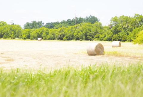 Weather impact to crops