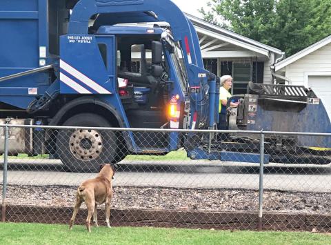 Gunner waits patiently for Dan Gwin’s arrival. Photo/Kim Hobill