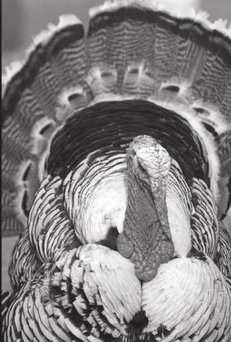 If you need help cooking a turkey...