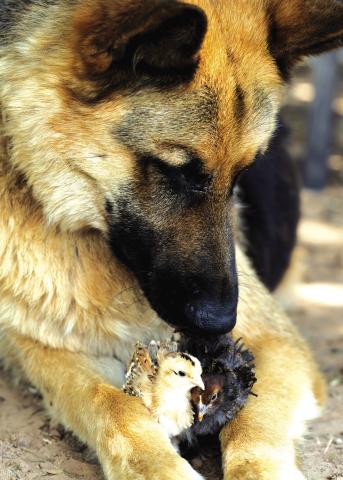 Max shows his softer side with some baby chicks. Photo/Beth Young